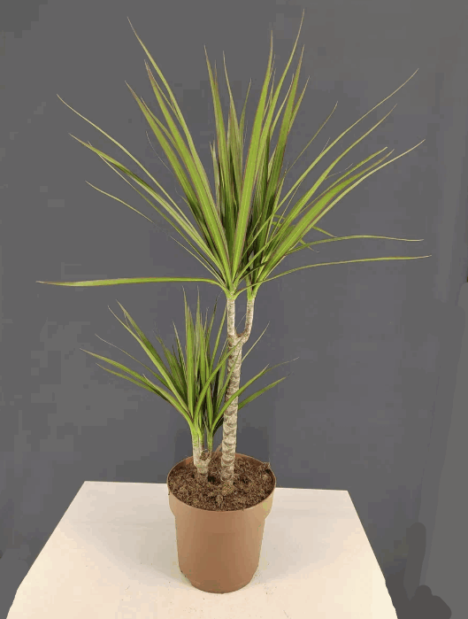 Драцена Маргената (11) К