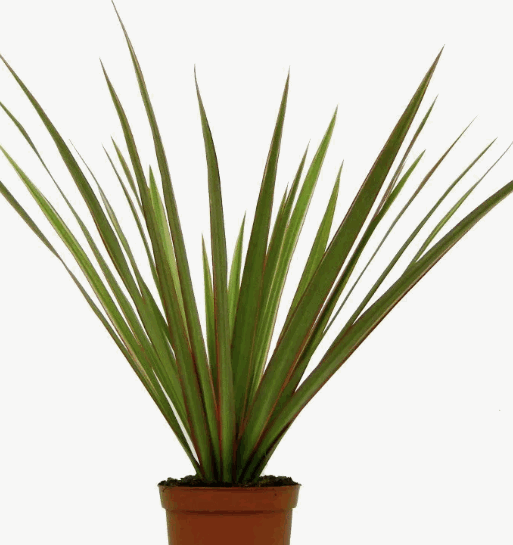 Драцена Маргената Маджента (12)