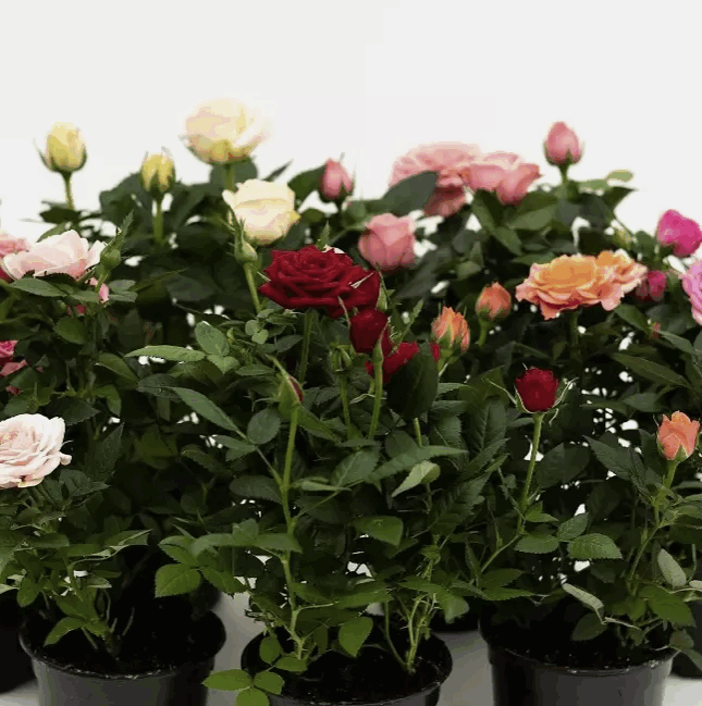 Роза Кордана Микс (10,5)