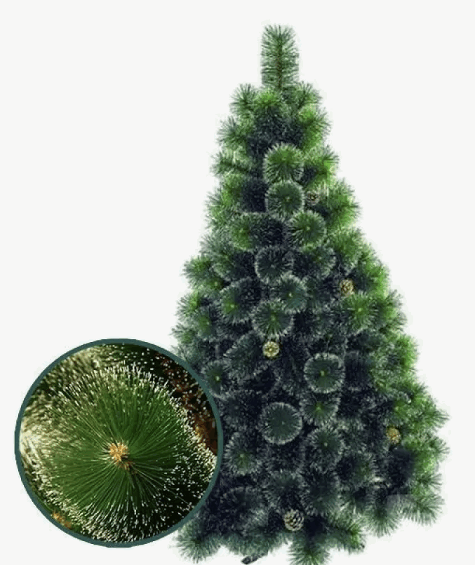 Сосна Сибирская У-АН 21