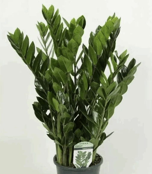 Замиокулькас (11) К