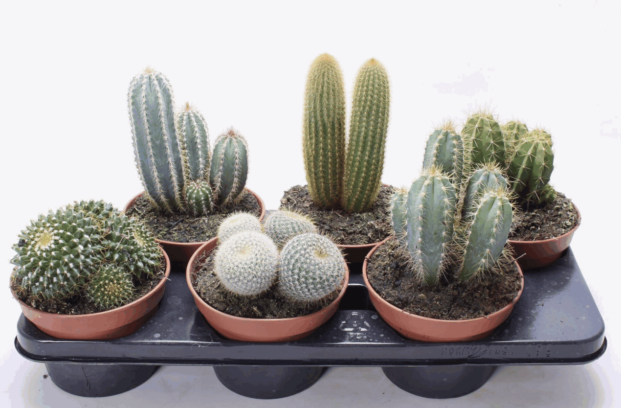 Кактус Микс К (14)