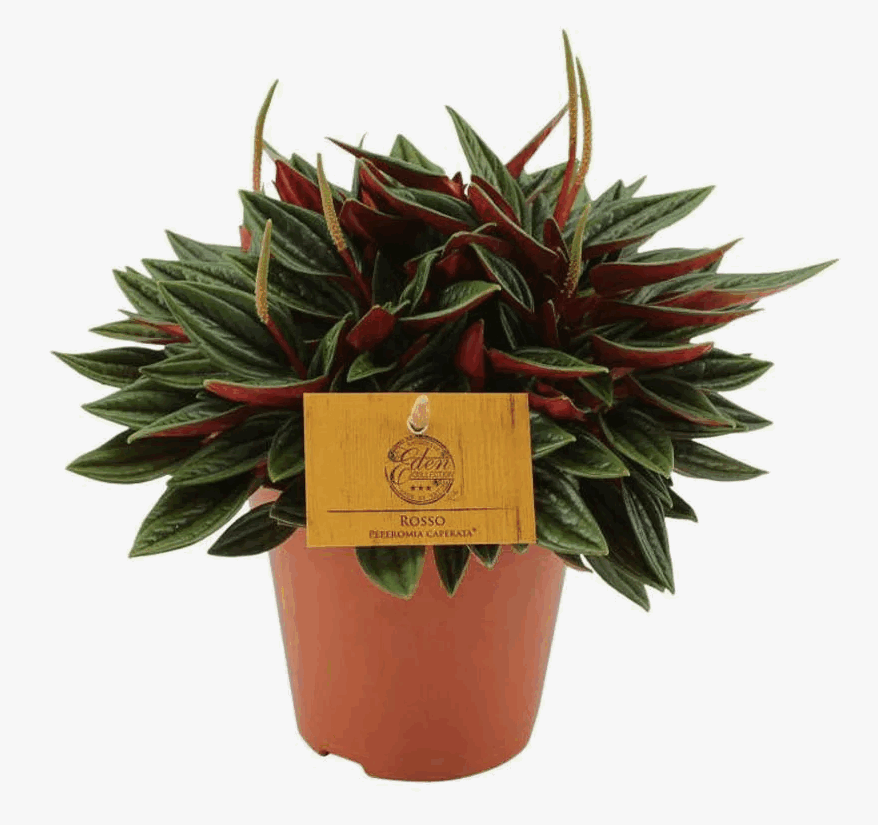 Пеперомия Россо (7)