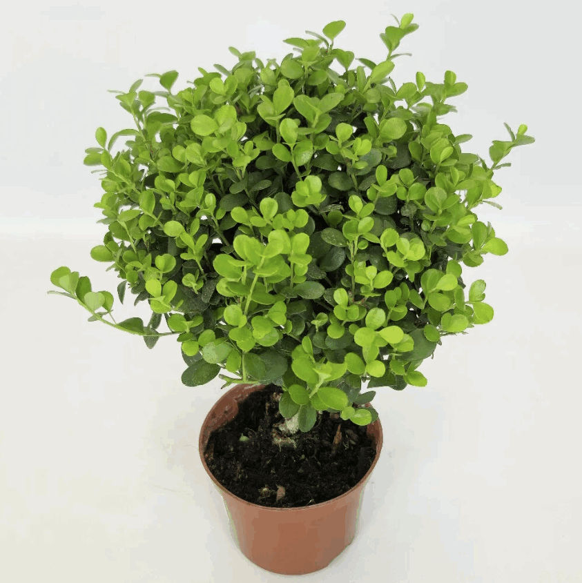 Мирсина Африкана (8)