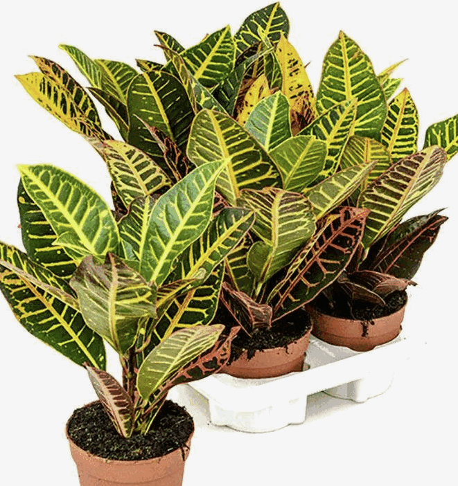 Кодиеум Петра (13)