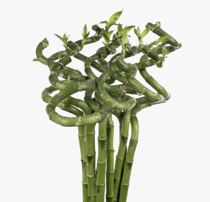 Бамбук спираль в ведре (5) 