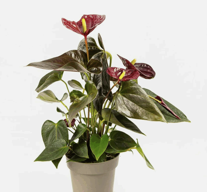 Антуриум Джаст Перфектион (9)