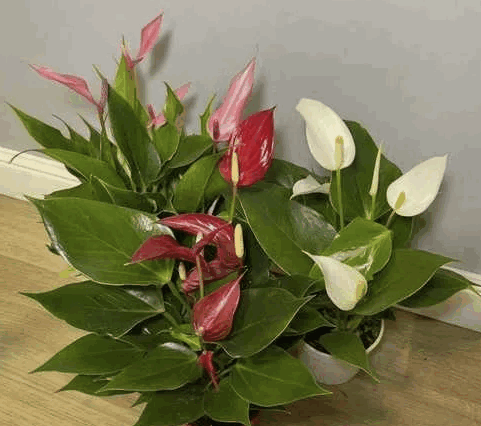 Антуриум Бандерола Микс 3 Колор (9) 