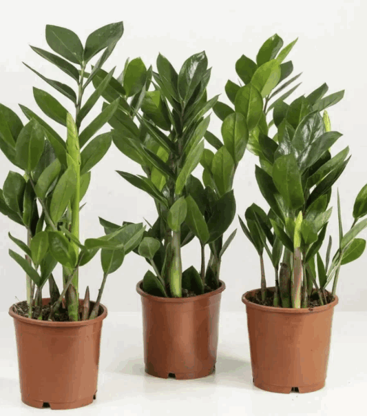 Замиокулькас (9) К