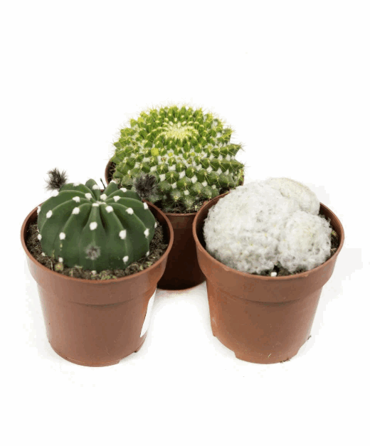 Кактус Микс Бол (10,5)