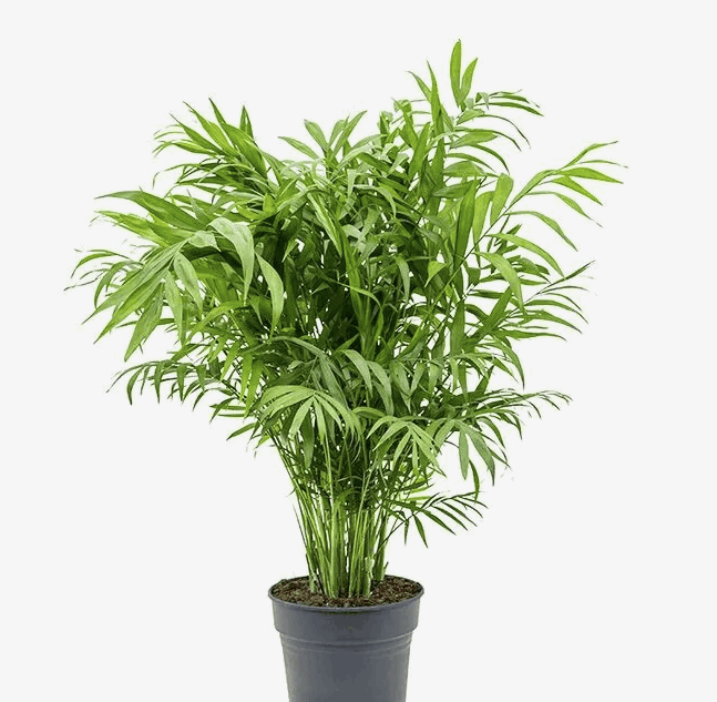 Хамедорея (9) К