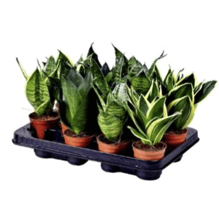 Сансеверия Микс (9) К