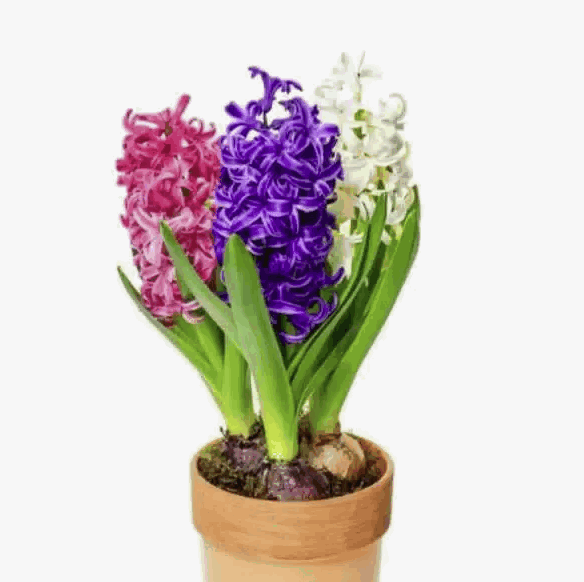 Гиацинт смесь 3лук   D12 