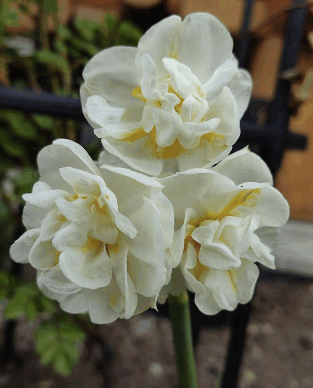 Нарцисс Бридал Кроун декор  (9)