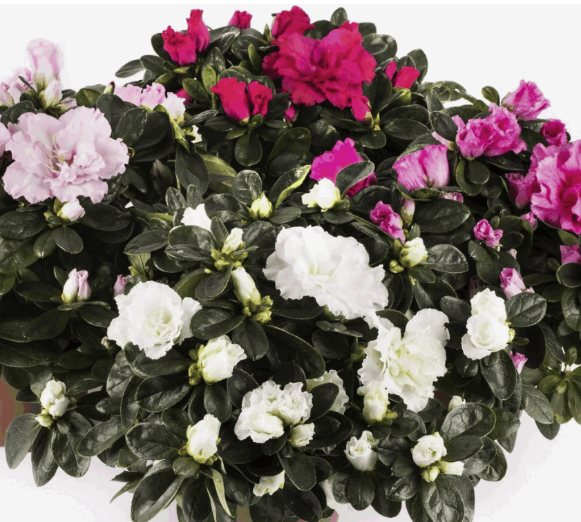 Рододендрон Вогель Микс (12)