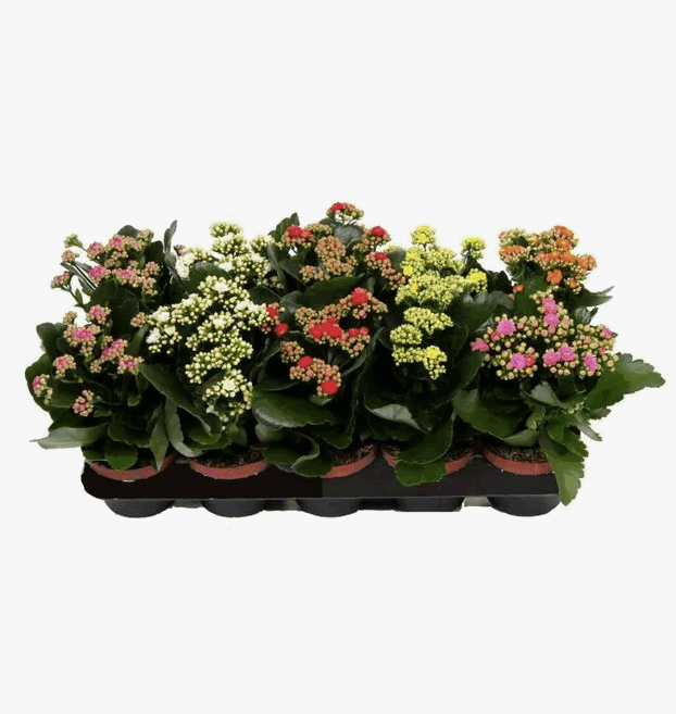 Каланхое Хэппинесс Делюкс (12)