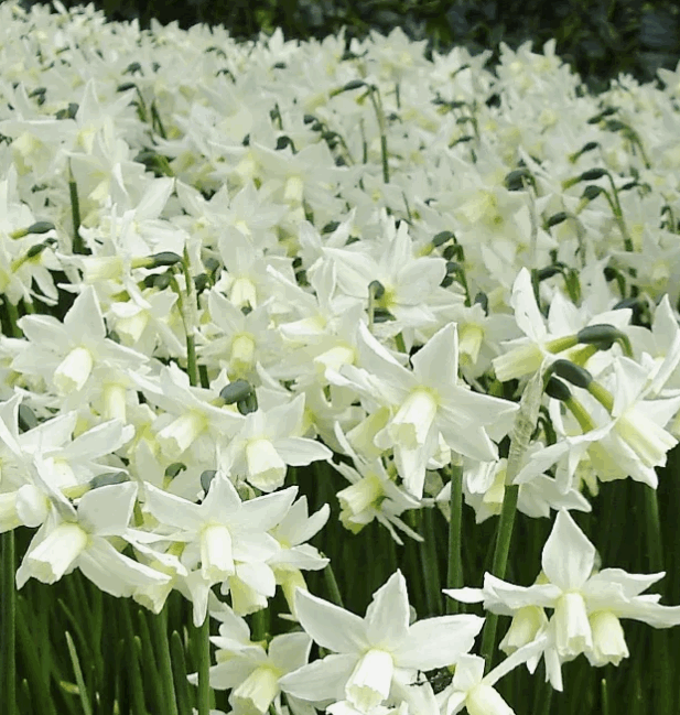 Нарцисс Тото декор (9)