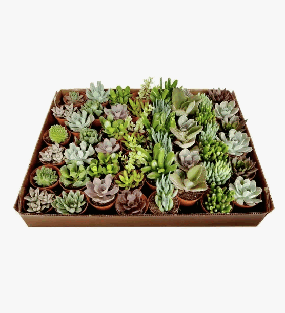 Суккулент Микс (5,5)