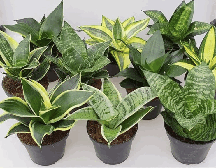 Сансевиерия Ханни Микс декор (9)