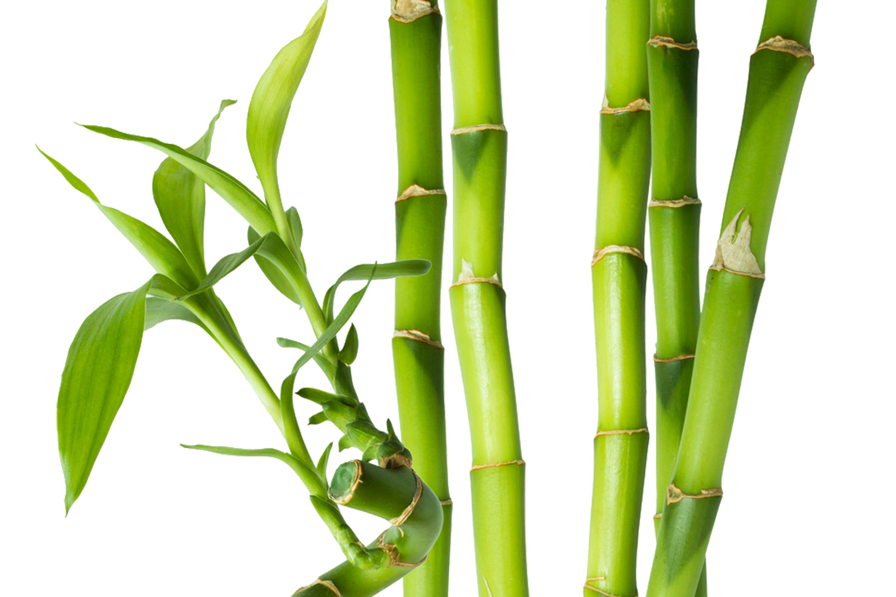 Бамбук (4)