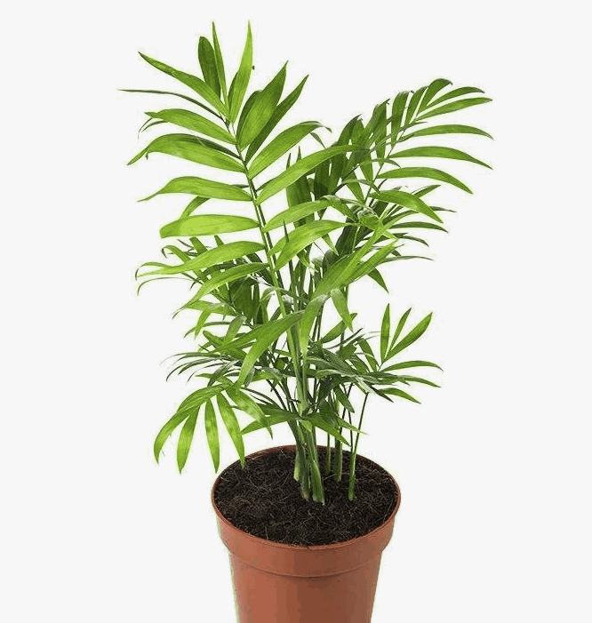 Хамедорея Элеганс (12)