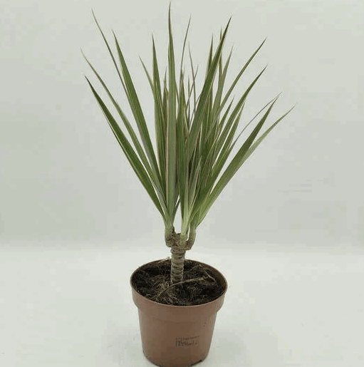 Драцена Маргината биколор 3 Ств.(11)  К