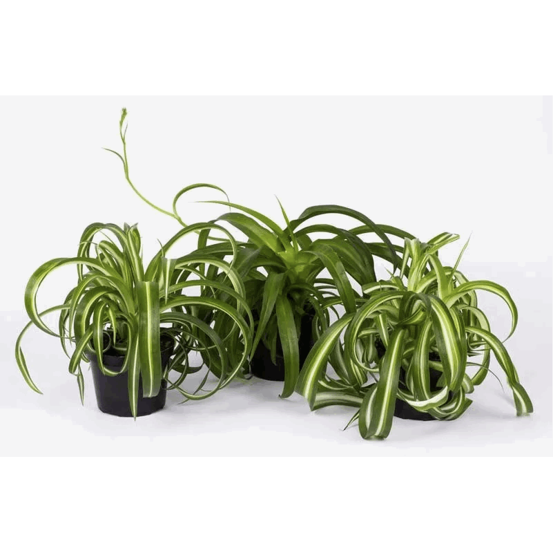 Хлорофитум микс d16