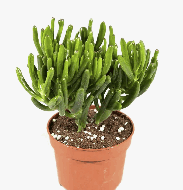 Красула Хоббит (8,5)