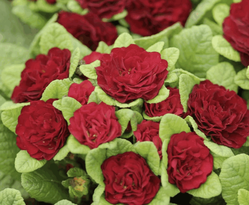 Примула Belarina D12