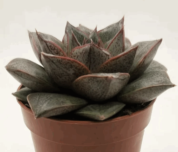 Эчеверия Пурпер Диско Глиттер (5,5)