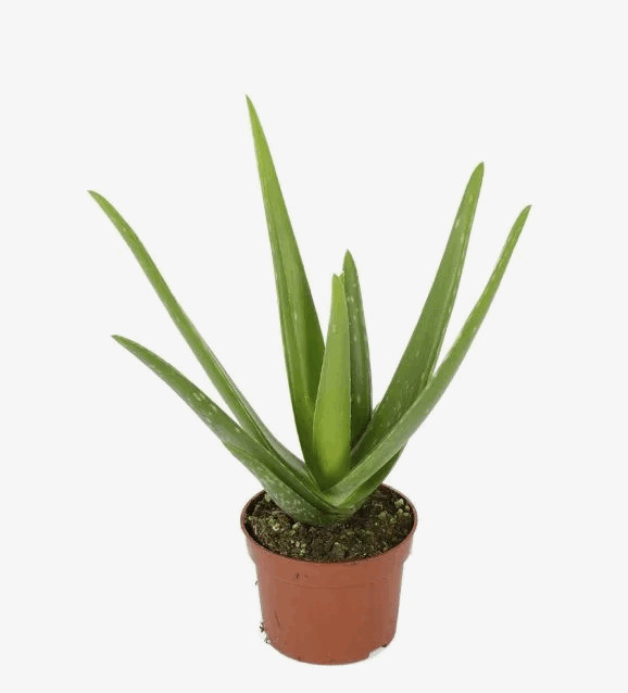 Алое Вера (10,5)