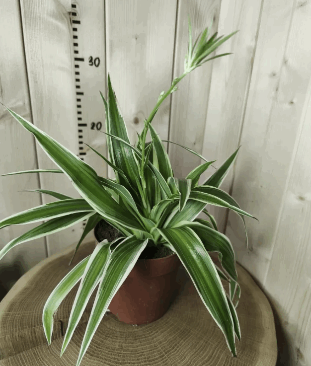 Хлорофитум Ириш (12)