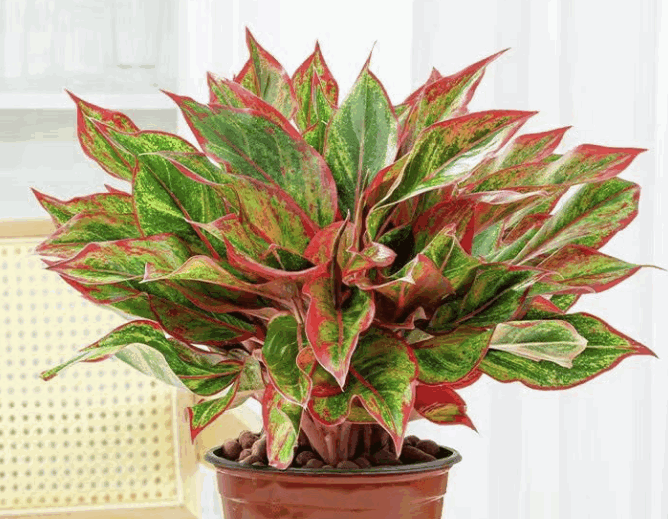 Аглаонема Ваньняньхун (14) 