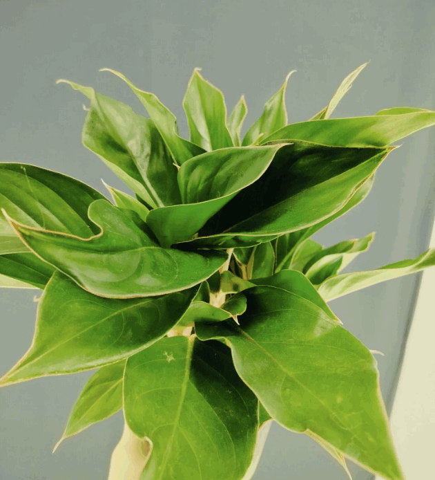 Аглаонема Сапфир (14) К