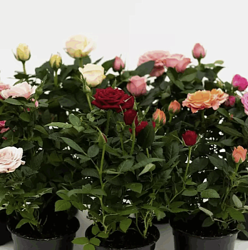 Роза Кордана Микс (10,5)