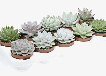 Эчеверия Микс (12)