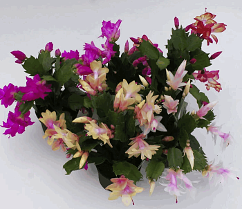 Шлюмбергера Микс 3 Колор (9)