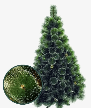 Сосна Сибирская У-АН 21