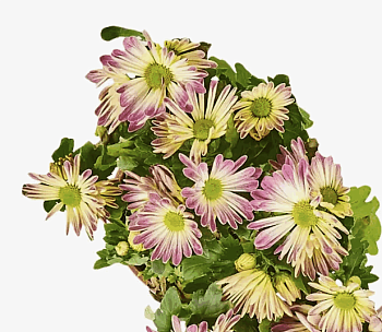 Хризантема Маргарита Микс (13)