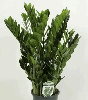 Замиокулькас (11) К