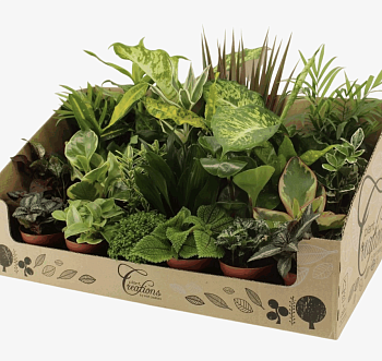 Камерплант Микс (8)