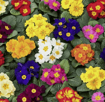 Примула в ас-те, D10