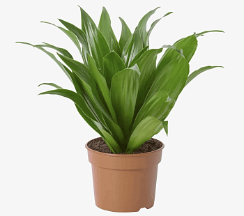 Драцена Компакта (12)