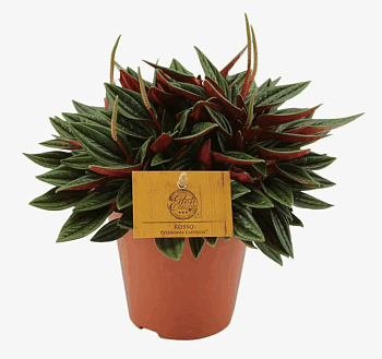 Пеперомия Россо (7)