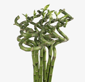 Бамбук спираль в ведре (5) 