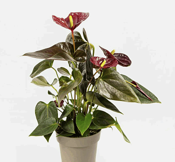 Антуриум Джаст Перфектион (9)