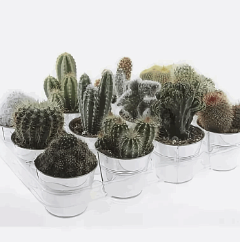 Кактус в цинковом горшке (7) 