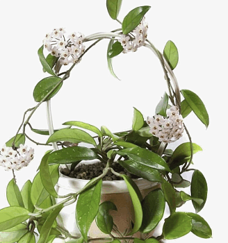 Хоя Карноза (12)