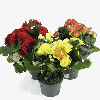 Бегония Элатиор смесь d12