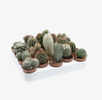 Кактус микс К (9)